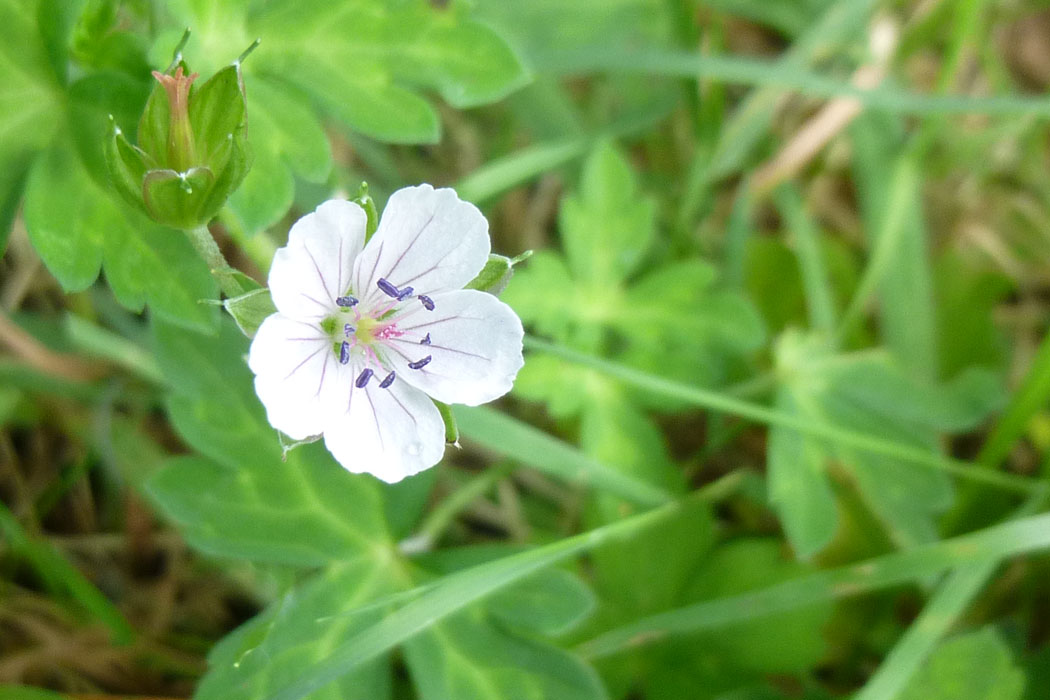 ビジターセンター周辺を散策しました。路傍の花々が迎えてくれました。